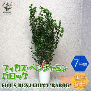 yzxW~ obN ϗtA 7LTCY 1 ϗtA rO ItBX  CeA ^  IV Ă₷ j j Vzj v[g lC 