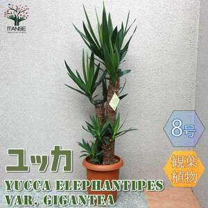 yzbJ ( N̖ ) ϗtA ϗtA ^ 8 LTCY vX`bN 1 ϗtA rO ItBX  CeA ^  Ă₷ j Vzj v