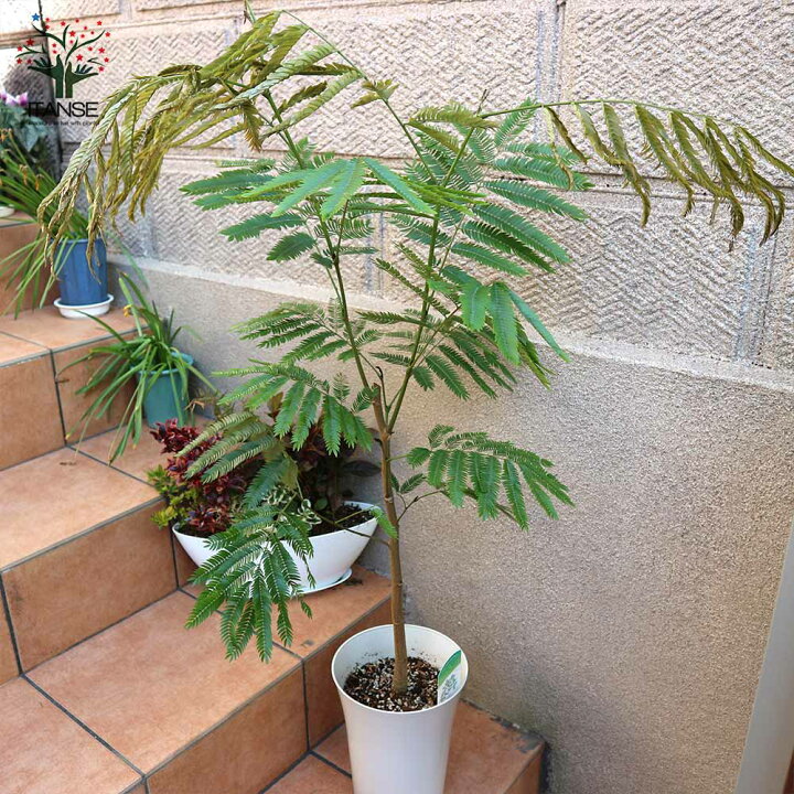 楽天市場 送料無料 観葉植物 エバーフレッシュ アカサヤネムノキ リビングやオフィスの窓辺向きサイズ 観葉植物 大型 7号プラスチック鉢 1個売り 観葉植物 リビング オフィス 事務所 インテリア 大型 おしゃれ 育てやすい お祝い 新築祝い プレゼント 植物販売