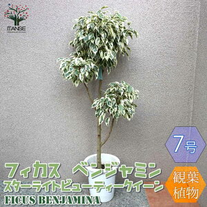 ySSԑSi10OFFztBJX xW~ X^[Cgr[eB[NC[ ^ ϗtA 7vX`bN 1 rO ItBX  CeA ^  IV 