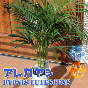 観葉植物 夏の人気商品 通販 価格比較 価格 Com 観葉植物 夏の人気商品 通販 価格比較 価格 Com