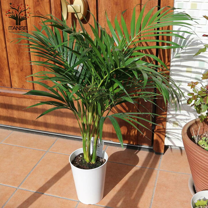 楽天市場 送料無料 アレカヤシ 観葉植物 ポットサイズ 1個売り リビング オフィス 事務所 インテリア 大型 おしゃれ オシャレ 育てやすい 御祝 お祝い 新築祝い プレゼント ボタニカルライフ Green 植物販売のｉｔａｎｓｅ楽天市場店
