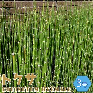 ySSԑSi10OFFzu gNT ϗtA 9cm|bg 1 u gNT a_ CeA {뉀 ~ bonsai A | {^jJCt   [