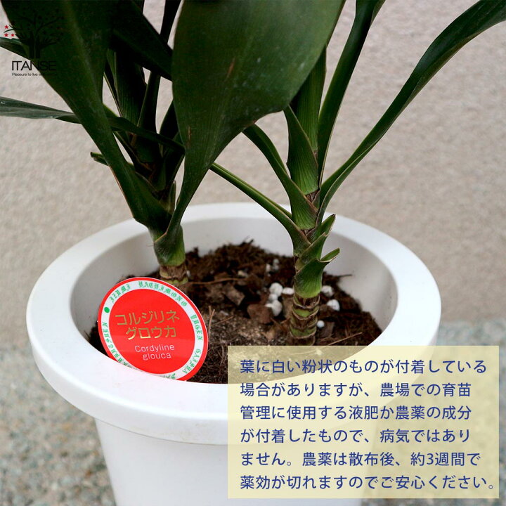 楽天市場 送料無料 コルディリネ グローカル 観葉植物 7号プラスチック鉢sサイズ 1個売り リビング オフィス 事務所 インテリア 大型 おしゃれ オシャレ 育てやすい 御祝 お祝い 新築祝い プレゼント 植物販売のｉｔａｎｓｅ楽天市場店