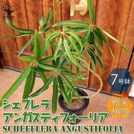楽天市場 シェフレラ 花 観葉植物 花 ガーデン Diy の通販