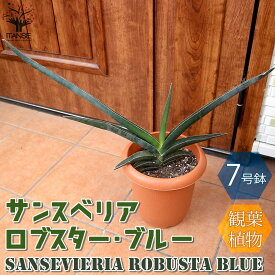 【マラソン中★ポイントUP】ロブスター・ブルー サンスベリア【観葉植物 中型 7号プラスチック鉢 ／1個売り】リビング オフィス 事務所 インテリア お祝い 新築祝い 引越し祝い 結婚祝い 新生活