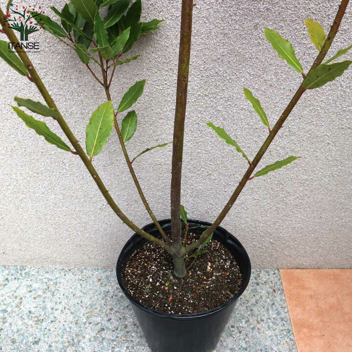 楽天市場 送料無料 月桂樹 ゲッケイジュ ローリエ ポット苗なので年中植付け可能 観葉植物 8号ポット 大苗 1個売り ローレル リビング オフィス 事務所 インテリア お祝い 新築祝い 引越し祝い 結婚祝い 新生活 植物販売のｉｔａｎｓｅ楽天市場店