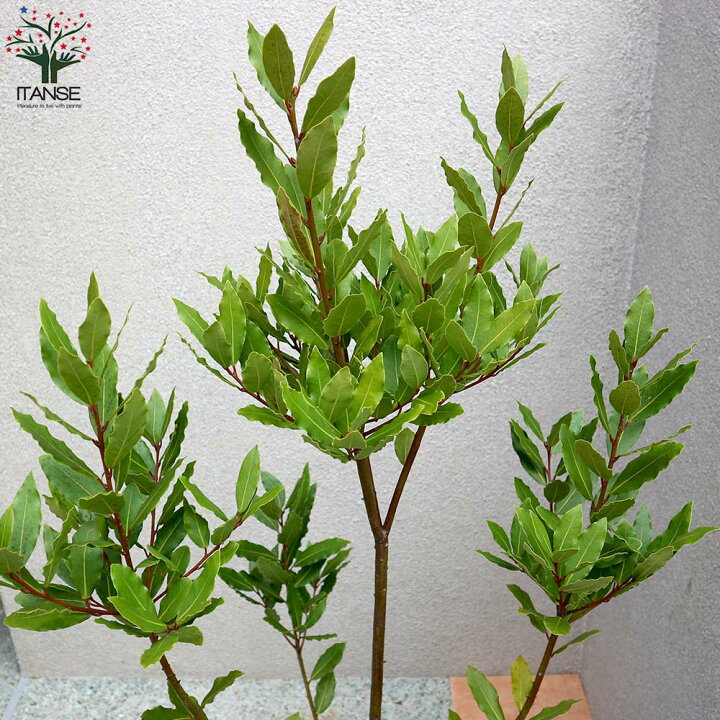 楽天市場 送料無料 月桂樹 ゲッケイジュ ローリエ ポット苗なので年中植付け可能 観葉植物 8号ポット 大苗 1個売り ローレル リビング オフィス 事務所 インテリア お祝い 新築祝い 引越し祝い 結婚祝い 新生活 植物販売のｉｔａｎｓｅ楽天市場店