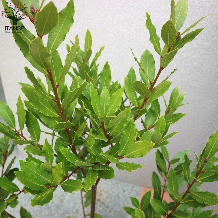 楽天市場 送料無料 月桂樹 ゲッケイジュ ローリエ ポット苗なので年中植付け可能 観葉植物 8号ポット 大苗 1個売り ローレル リビング オフィス 事務所 インテリア お祝い 新築祝い 引越し祝い 結婚祝い 新生活 植物販売のｉｔａｎｓｅ楽天市場店