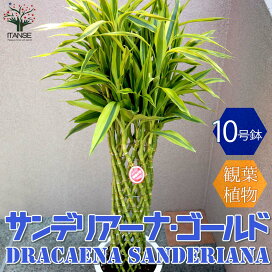 楽天市場 観葉植物 ドラセナ類 幸福の木 植物販売のｉｔａｎｓｅ楽天市場店