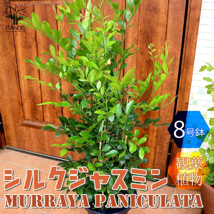 楽天市場 送料無料 シルクジャスミン 観葉植物 8号lサイズ 1個売り ゲッキツ 東南アジア原産 常緑小高木 リビング オフィス 事務所 インテリア 大型 植物販売のｉｔａｎｓｅ楽天市場店