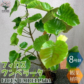 楽天市場 観葉植物 大型 ウンベラータの通販