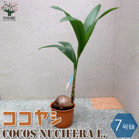 【送料無料】ココヤシ【観葉植物 7号プラスチック鉢 ／1個売り】椰子 ココナッツ リビング オフィス 事務所 南国植物