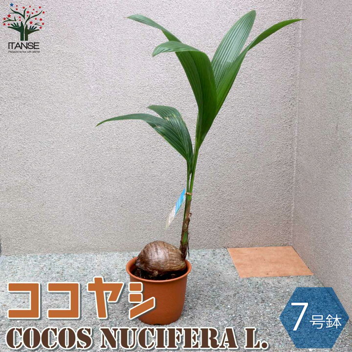 楽天市場 送料無料 ココヤシ 観葉植物 7号プラスチック鉢 1個売り 椰子 ココナッツ リビング オフィス 事務所 南国植物 植物販売のｉｔａｎｓｅ楽天市場店