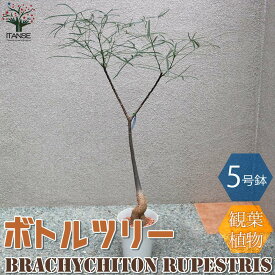 【送料無料】ボトルツリー(ブラキキトン・ルペストリス) Mサイズ【観葉植物 5号プラスチック鉢 ／1個売り】リビング オフィス 事務所 インテリア お祝い 新築祝い 引越し祝い 結婚祝い 新生活