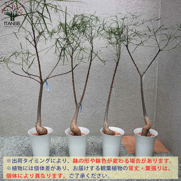 楽天市場】【P2倍☆BF期間中】ボトルツリー(ブラキキトン 