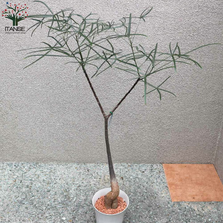 楽天市場 送料無料 ボトルツリー ブラキキトン ルペストリス Mサイズ 観葉植物 5号プラスチック鉢 1個売り リビング オフィス 事務所 インテリア お祝い 新築祝い 引越し祝い 結婚祝い 新生活 植物販売のｉｔａｎｓｅ楽天市場店
