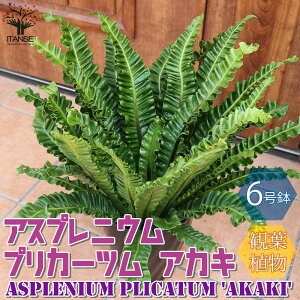 観葉植物 アスプレニウム 観葉植物の人気商品 通販 価格比較 価格 Com