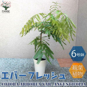 yzGo[tbV ( AJTlmL ) ϗtA ^ 6vX`bN 1 ϗtA rO ItBX  CeA ^  {^jJCt  
