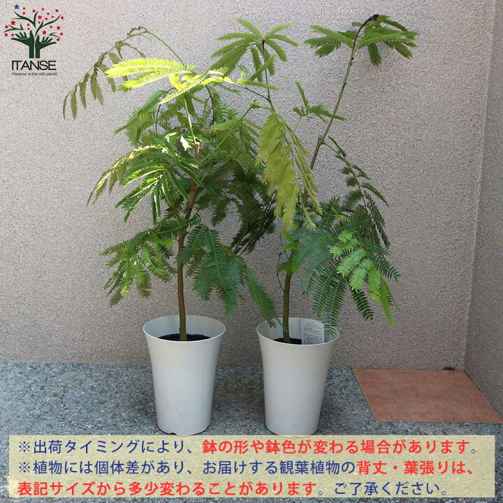 観葉植物 エバーフレッシュ アカサヤネムノキ 5号鉢 1個 人気 小型 おしゃれ インテリア 育てやすい 風水 送料無料 新作人気