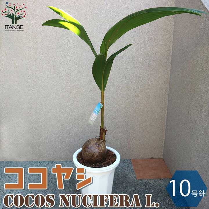 楽天市場 送料無料 ココヤシの苗木 南国ムードを演出してくれる観葉植物 観葉植物 10号プラスチック鉢 1個売り ココヤシ 椰子 ココナッツ リビング オフィス 事務所 南国植物 植物販売のｉｔａｎｓｅ楽天市場店