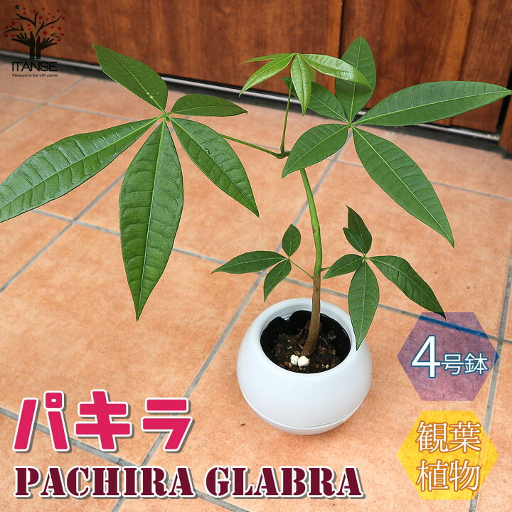 楽天市場 送料無料 パキラ1本立ち リビングやオフィス向きサイズ 観葉植物 4号プラスチック丸鉢 1個売り リビング オフィス 事務所 インテリア お祝い 新築祝い 引越し祝い 結婚祝い 新生活 植物販売のｉｔａｎｓｅ楽天市場店