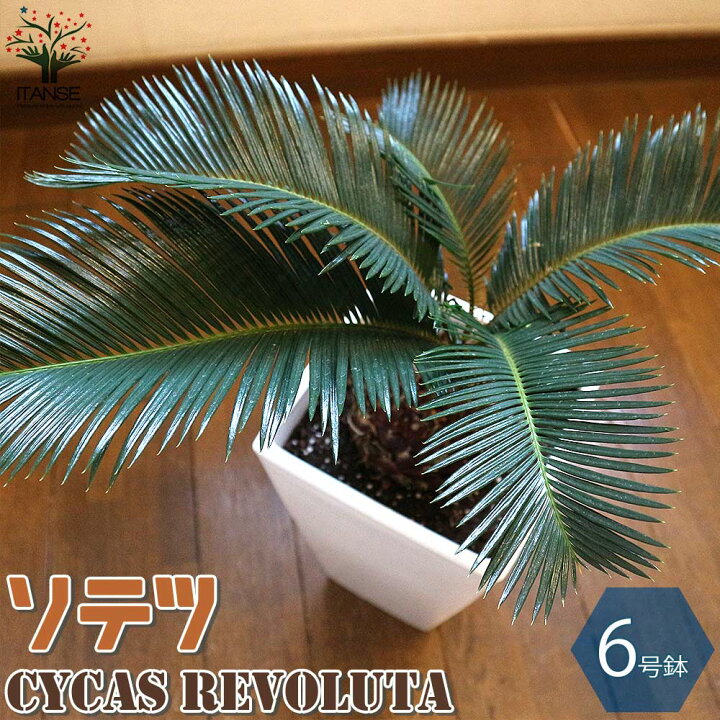 楽天市場 送料無料 ソテツ リビングやオフィス向きサイズ 観葉植物 スクエア6号鉢 1個売り 蘇鉄 記念樹 花木 植木 庭木 草花苗 ガーデニング 鑑賞 栽培 庭園菜園 ギフト プレゼント 植物販売のitanse楽天市場店 楽天市場 送料無料 ソテツ リビングやオフィス向きサイズ 観葉植物 スクエア6号鉢 1個売り 蘇鉄 記念樹 花木 植木 庭木 草花苗 ガーデニング 鑑賞 栽培 庭園菜園 ギフト プレゼント 植物販売のitanse楽天市場店