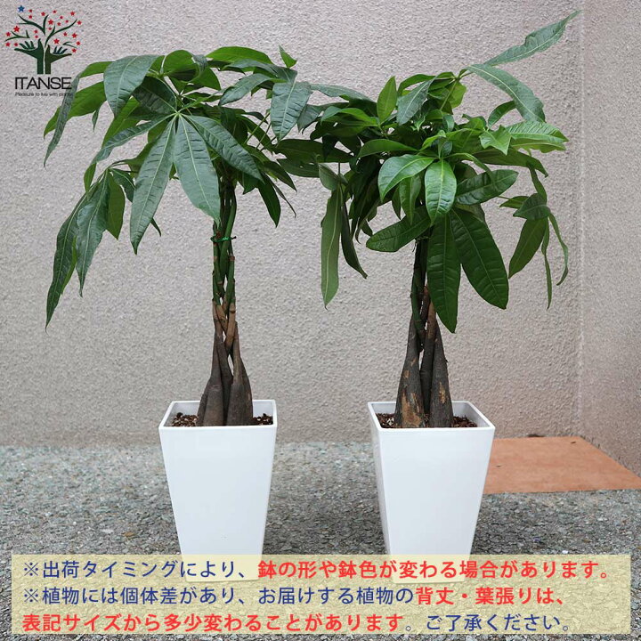 海外並行輸入正規品 観葉植物 パキラ L 植物 インテリア 室内 植木 プレゼント ギフト おすすめ Fucoa Cl