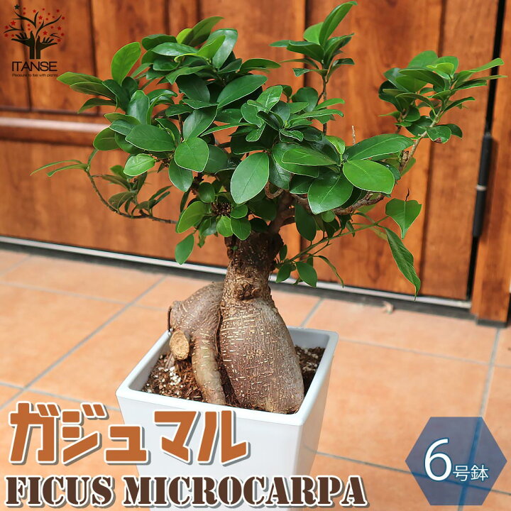 楽天市場 送料無料 ガジュマル リビングやオフィス向きサイズ 観葉植物 スクエア6号鉢 1個売り ガジュマルの木 リビング オフィス 事務所 インテリア 大型 おしゃれ 植物販売のｉｔａｎｓｅ楽天市場店