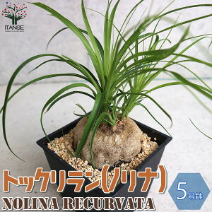 観葉植物 大型の人気商品 通販 価格比較 価格 Com