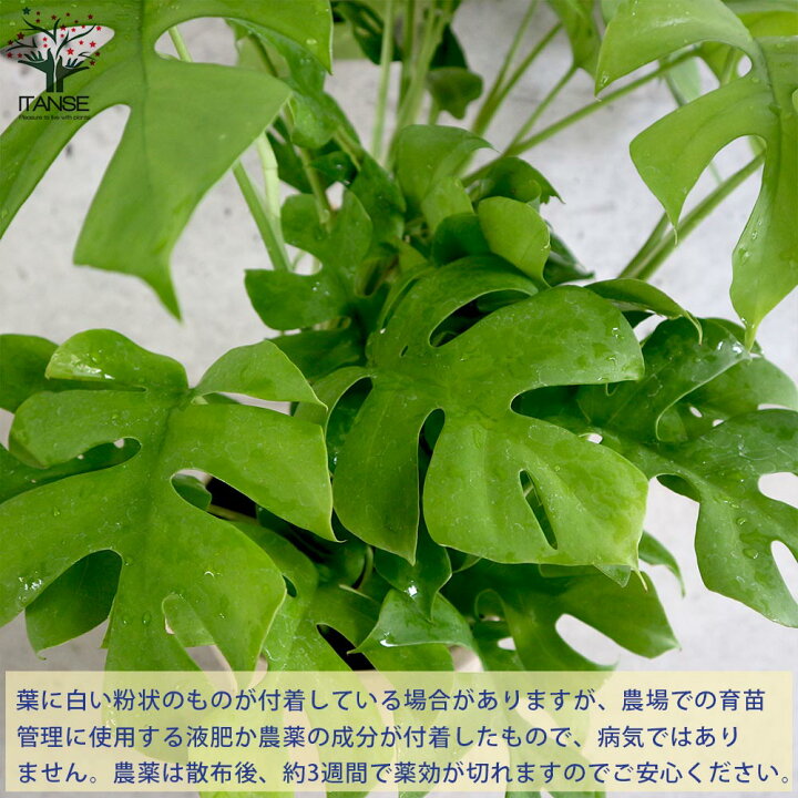 楽天市場 送料無料 ヒメモンステラ 姫モンステラ 観葉植物 5号鉢 1個売り リビング オフィス 事務所 インテリア 大型 おしゃれ オシャレ 育てやすい 御祝 お祝い 植物販売のｉｔａｎｓｅ楽天市場店
