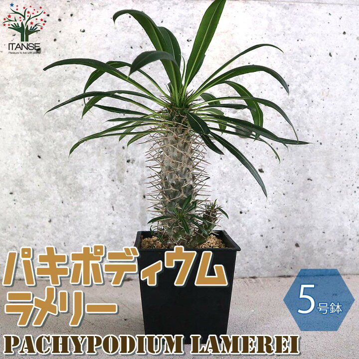 楽天市場 送料無料 パキポディウム ラメリー 塊根植物 観葉植物 5号鉢 1個売り コーデックス グラキリス サボテン 多肉植物 観葉植物 リビング オフィス 植物販売のitanse楽天市場店 楽天市場 送料無料 パキポディウム ラメリー 塊根植物 観葉植物 5号鉢 1個売り コーデックス グラキリス サボテン 多肉植物 観葉植物 リビング オフィス 植物販売のitanse楽天市場店