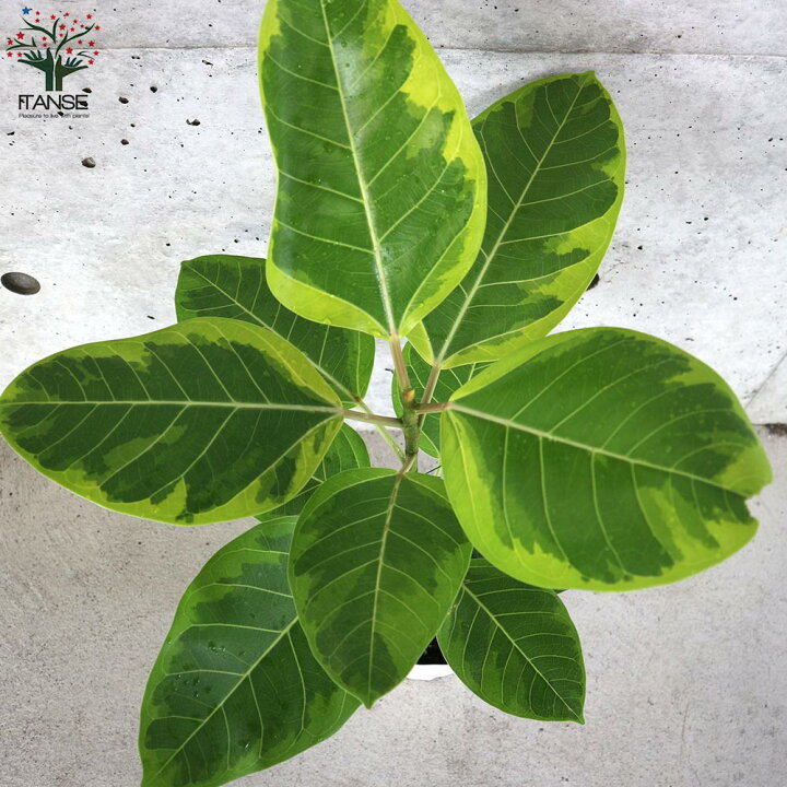 楽天市場 送料無料 フィカス アルテシーマゴムの木 観葉植物 5号鉢 1個売り リビング オフィス 事務所 インテリア 大型 おしゃれ オシャレ 育てやすい 御祝 お祝い 植物販売のitanse楽天市場店 楽天市場 送料無料 フィカス アルテシーマゴムの木 観葉植物 5号鉢 1個売り リビング オフィス 事務所 インテリア 大型 おしゃれ オシャレ 育てやすい 御祝 お祝い 植物販売のitanse楽天市場店