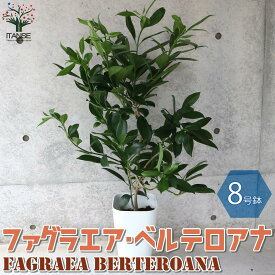 楽天市場 ハワイ 観葉 植物の通販