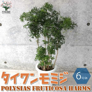 もみじ 鉢植えの人気商品 通販 価格比較 価格 Com