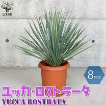楽天市場】ユッカ ロストラータ 10号の通販