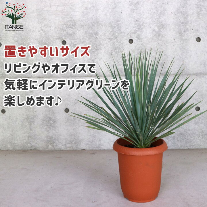楽天市場】【送料無料】ユッカ ロストラータ ( シルバーグリーン葉 
