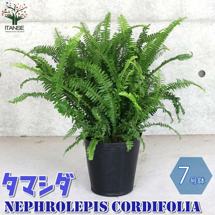 楽天市場 送料無料 タマシダ 観葉植物 7号鉢 大苗 1個売り シダ インテリアグリーン 観葉植物 リビング オフィス 事務所 インテリア 大型 植物販売のｉｔａｎｓｅ楽天市場店
