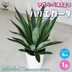 楽天市場 アガベ 花 観葉植物 花 ガーデン Diy の通販