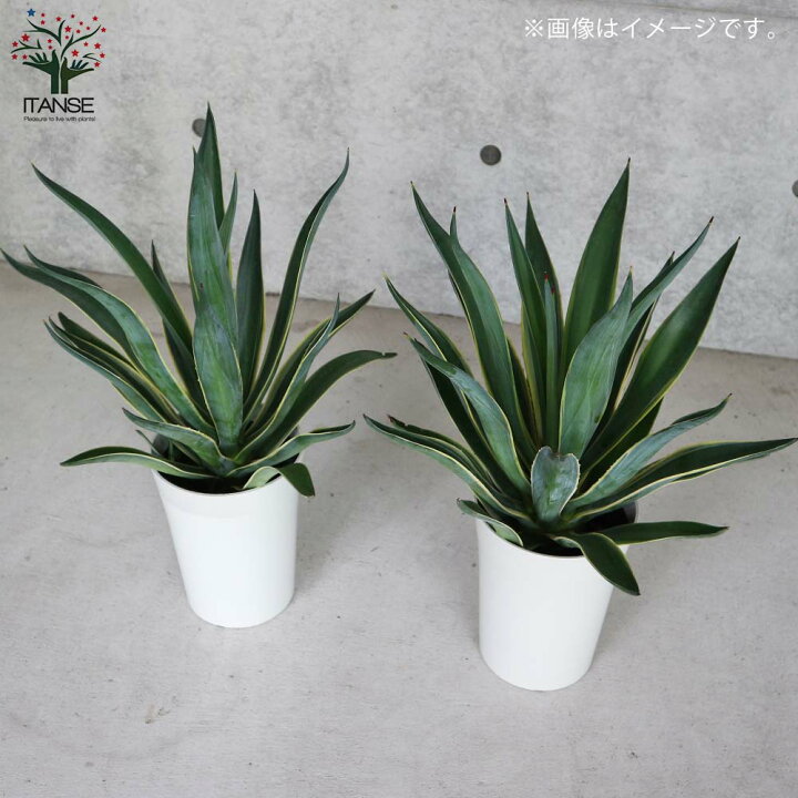 楽天市場 送料無料 アガベ ベネズエラ バリエガータ 多肉植物 6号鉢 1個売り ドライガーデン向き植物 アガベ ベネズエラ インテリアグリーン 観葉植物 リビング オフィス 事務所 インテリア 大型 植物販売のｉｔａｎｓｅ楽天市場店