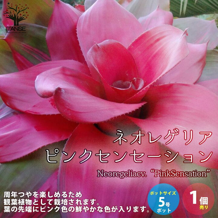 楽天市場 送料無料 ネオレゲリア ピンクセンセーション 観葉植物 5号鉢 1個売り 熱帯植物 ネオゲレリア 園芸品種 インテリアグリーン リビング オフィス 事務所 インテリア 植物販売のｉｔａｎｓｅ楽天市場店
