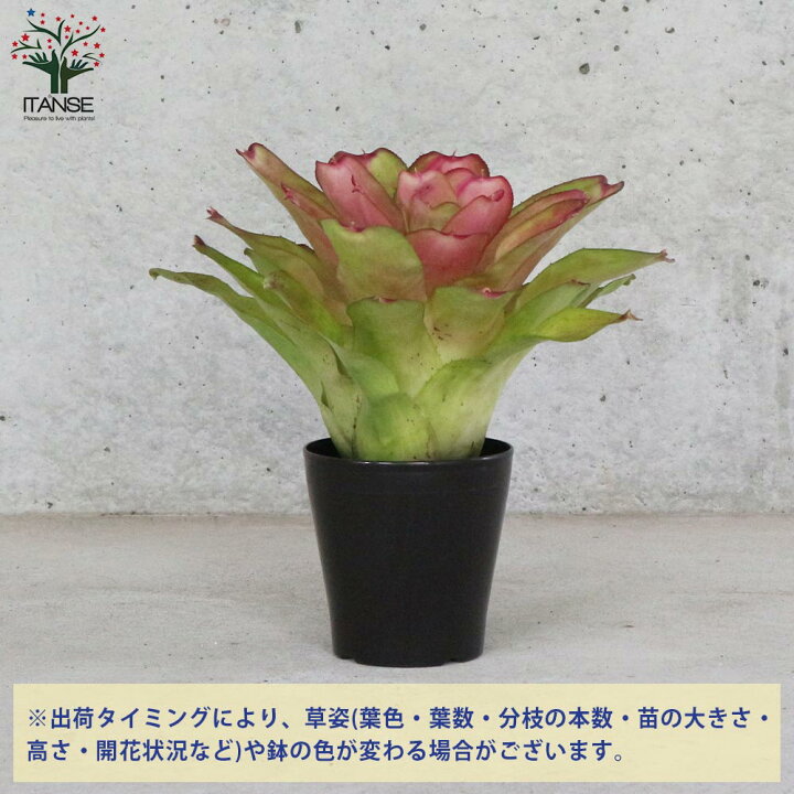 楽天市場 送料無料 ネオレゲリア ピンクセンセーション 観葉植物 5号鉢 1個売り 熱帯植物 ネオゲレリア 園芸品種 インテリアグリーン リビング オフィス 事務所 インテリア 植物販売のｉｔａｎｓｅ楽天市場店