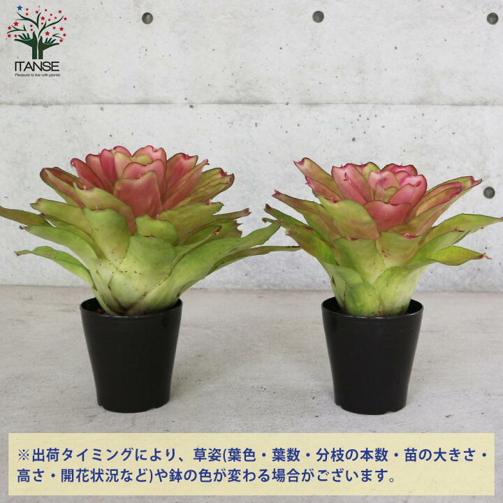 楽天市場 送料無料 ネオレゲリア ピンクセンセーション 観葉植物 5号鉢 1個売り 熱帯植物 ネオゲレリア 園芸品種 インテリアグリーン リビング オフィス 事務所 インテリア 植物販売のｉｔａｎｓｅ楽天市場店