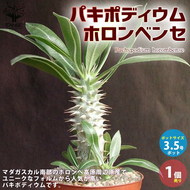 楽天市場 送料無料 パキポディウム ホロンベンセ リビングやオフィスに置きやすい3 5号サイズ 多肉植物 3 5号ポット 1個売り リビング オフィス 事務所 インテリア 大型 おしゃれ オシャレ 育てやすい 御祝 お祝い 植物販売のｉｔａｎｓｅ楽天市場店