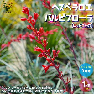 yzwXyG prt[ ( bhbJ ) ϗtA 5|bg 1 rO ItBX  CeA ^  IV j  [
