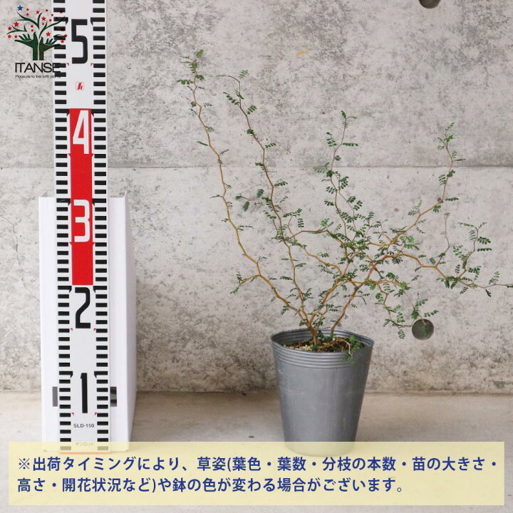 楽天市場 送料無料 ソフォラ ミクロフィラ 観葉植物 1 1個売り ソフォラ ミクロフィラ リトルベイビー かわいい 観葉植物 植木 盆栽 リビング オフィス 事務所 植物販売のｉｔａｎｓｅ楽天市場店