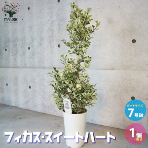 yztBJX gCAMX XC[gn[g ϗtA 7FrOItBXTCY 1  CeAO[ {^jJ   [