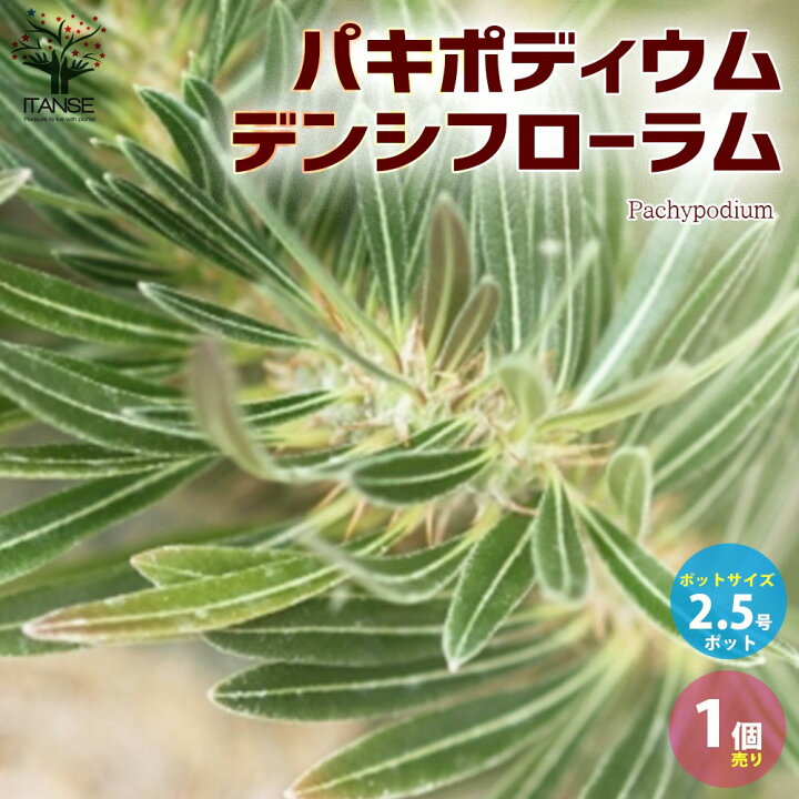 楽天市場 送料無料 パキポディウム デンシフローラム 観葉植物 塊根植物 珍奇植物 多肉植物2 5号ミニサイズ 1個売り 根塊植物 コーデックス キョウチクトウ 観葉植物 リビング オフィス 植物販売のｉｔａｎｓｅ楽天市場店