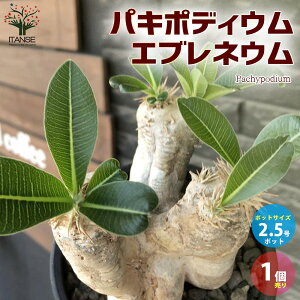 観葉植物 パキポディウムの人気商品 通販 価格比較 価格 Com
