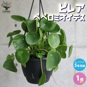 ySSԑSi10OFFzsA yy~ICfX ϗtA 5ݔ rOItBXɒu₷TCY 1 J[[t |i Ԗ ԕc  K[fjO  [